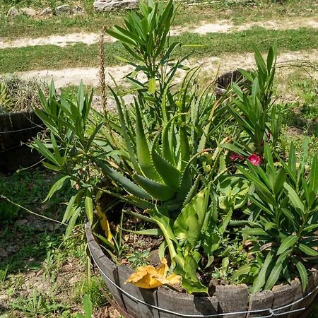 Nonna Gemma By Interhome * Dogliola