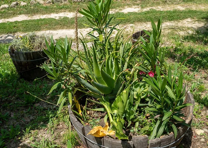 Nonna Gemma By Interhome * Dogliola